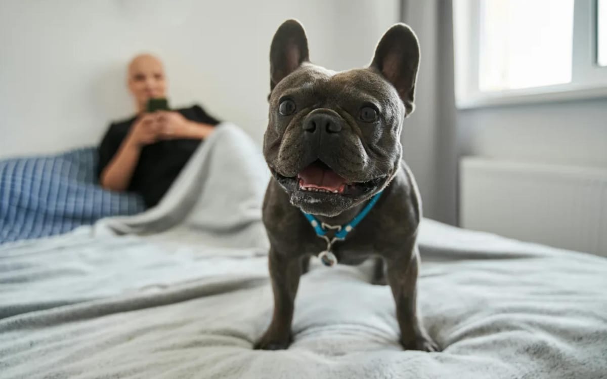 新西兰出租房宠物新规生效