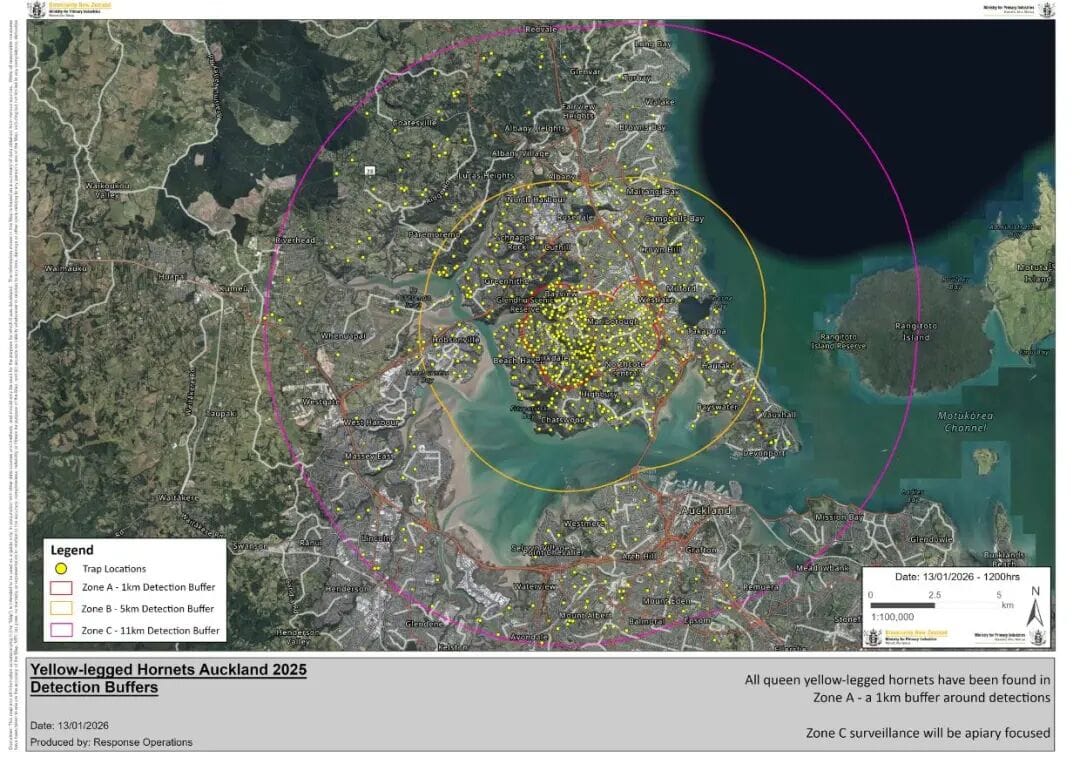 奥克兰北岸拉响警报：近万条线索，发现这虫要立刻上报