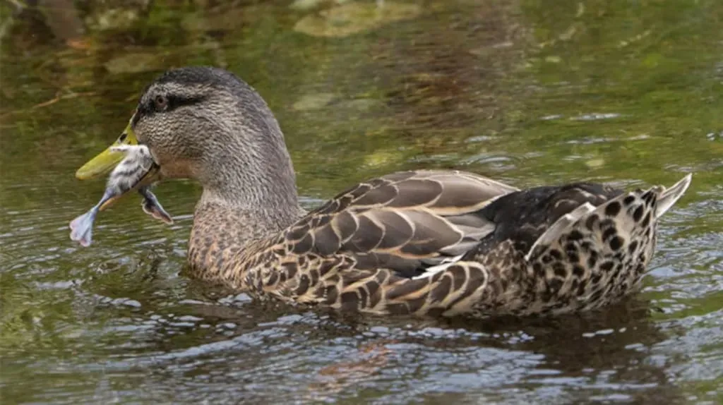 新西兰安乐死三只鸭子，路人举报有“凶残”行为