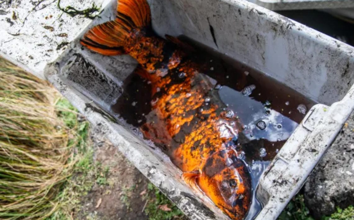 奥克兰这里清理外来物种：“只留新西兰本地品种”