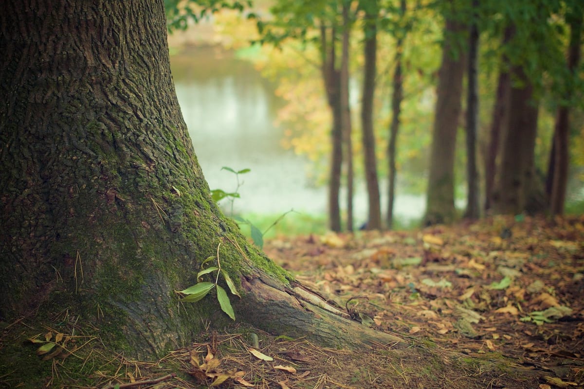 be-out-of-woods