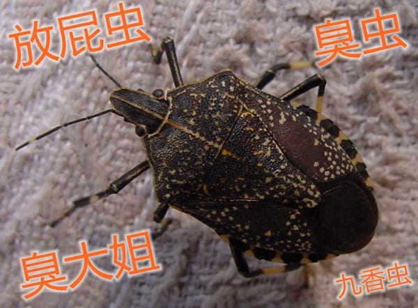 brown-marmorated-stink-bug