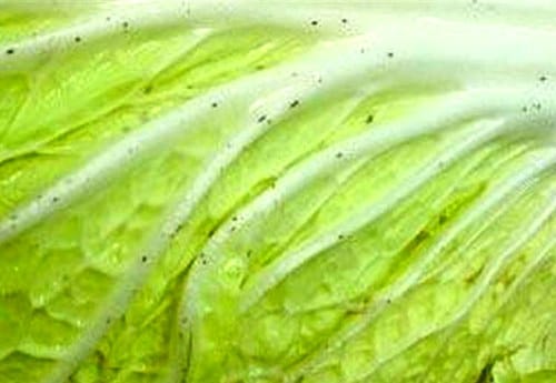 新西兰超市中卖的大白菜上的黑点是什么?