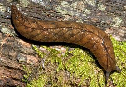 fight-with-slug