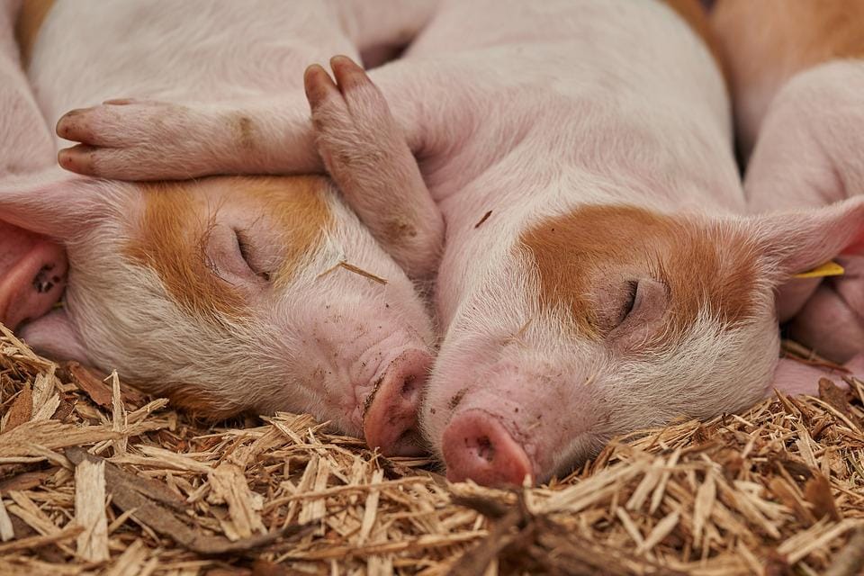 pig-farming-in-nz