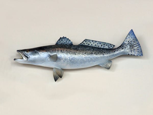 taste-of-trout