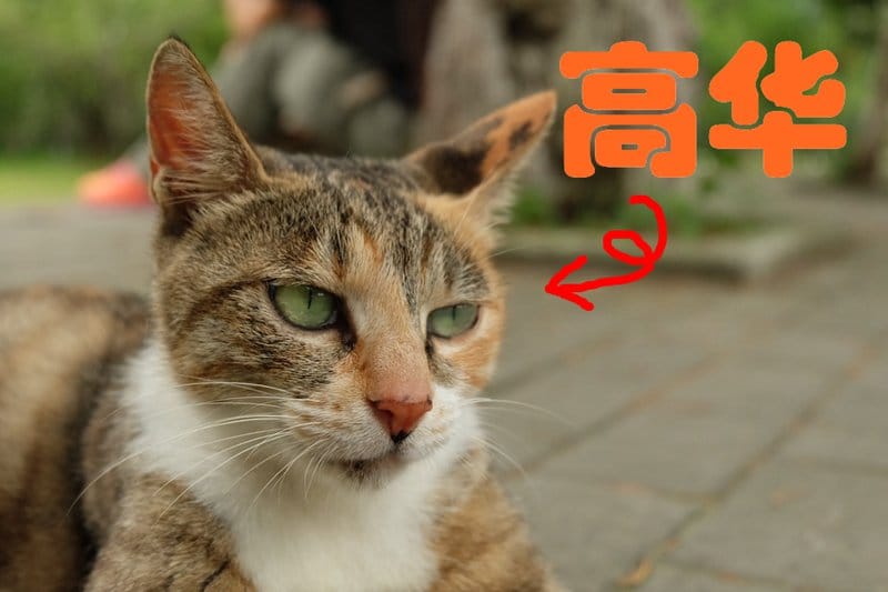 what-is-gao-hua