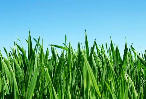 winter-lawn-care
