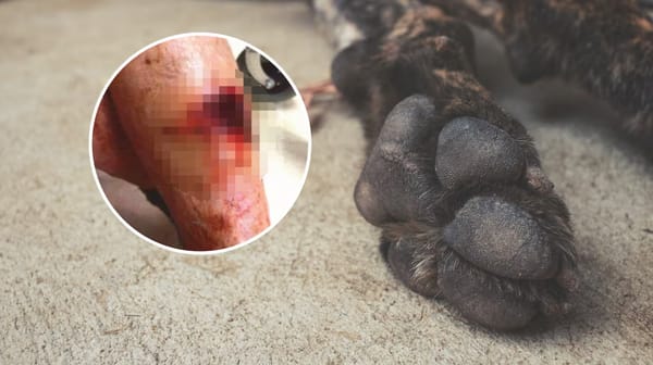 新西兰恶犬伤人，男子“差点截肢”