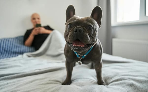 新西兰出租房宠物新规生效