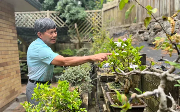 华人移民新西兰，中国盆景艺术也“生根发芽”