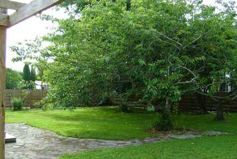backyard-trees