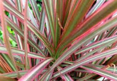 dracaena-marginata