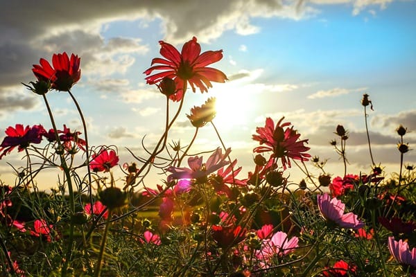 dry-warm-weather-affect-your-allergy