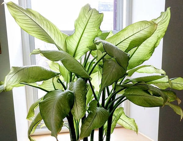 dumb-cane