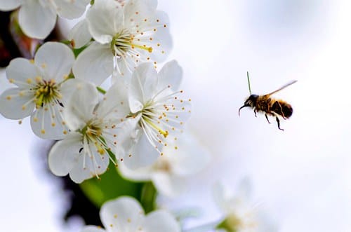 ease-pollen-allergy-reaction