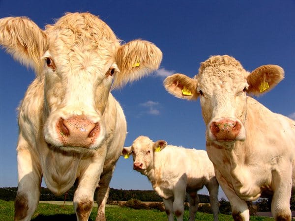 eu-votes-to-reduce-nz-export-rights