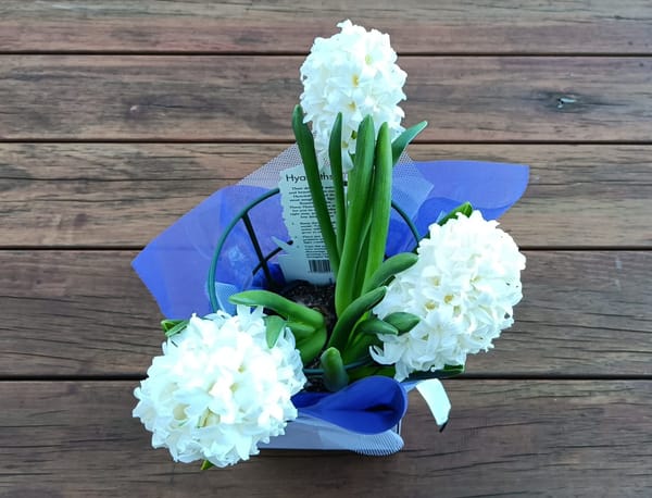 hyacinths