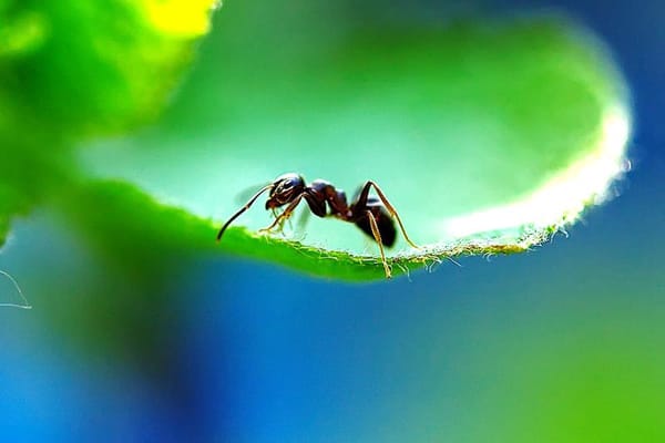 insecticidal-soap-for-indoor-pot-plants