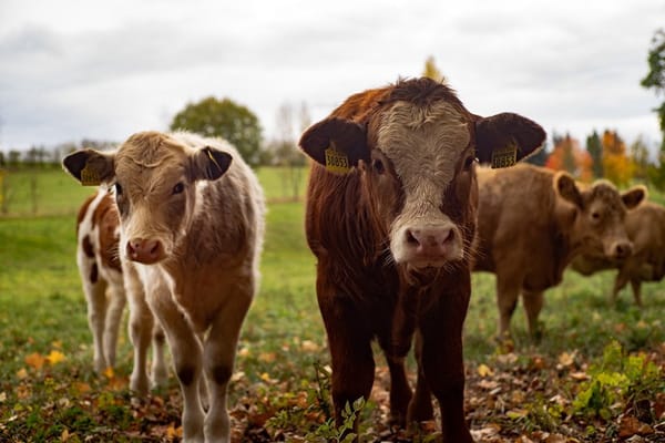 lightweight-beef