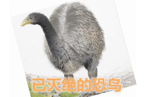 new-zealand-moa