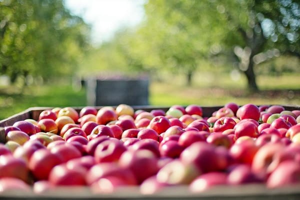 nz-apple-industry-knowledge