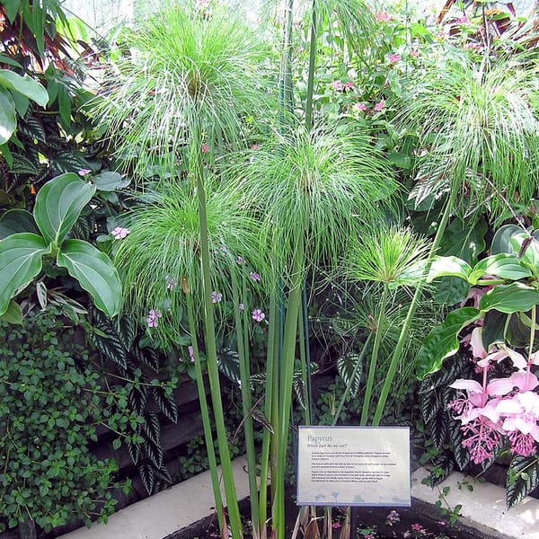 paper-reed
