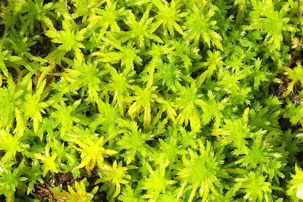 peat-moss