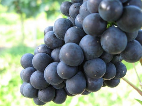 pinot-noir