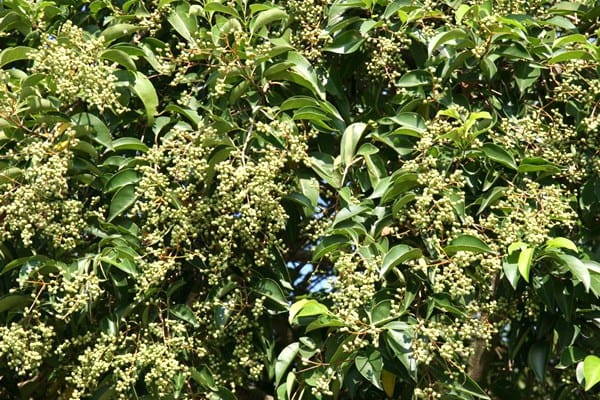 privet-tree