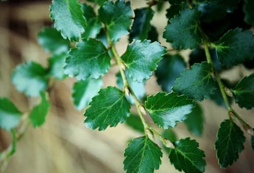 silver-beech
