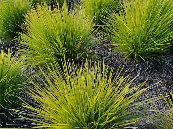 tanika-basket-grass