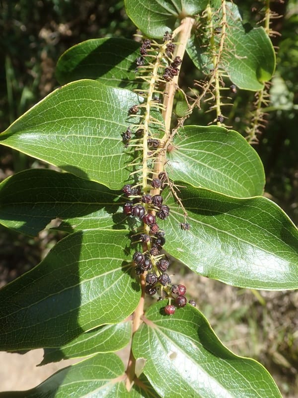 tutu-coriaria-arborea-leave