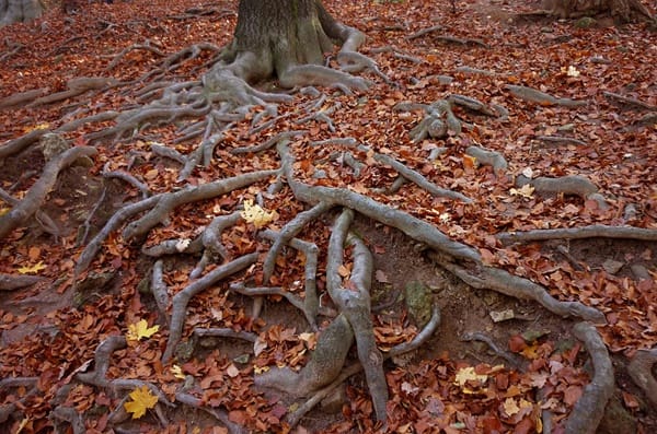 use-diesel-kills-tree-roots