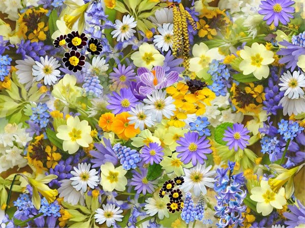 using-phosphate-fertilizer-increase-blooms