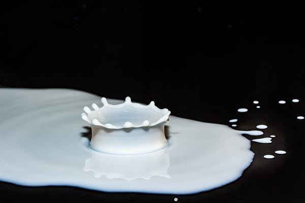 westland-co-operative-dairy-demise-is-self-inflicted-20190703