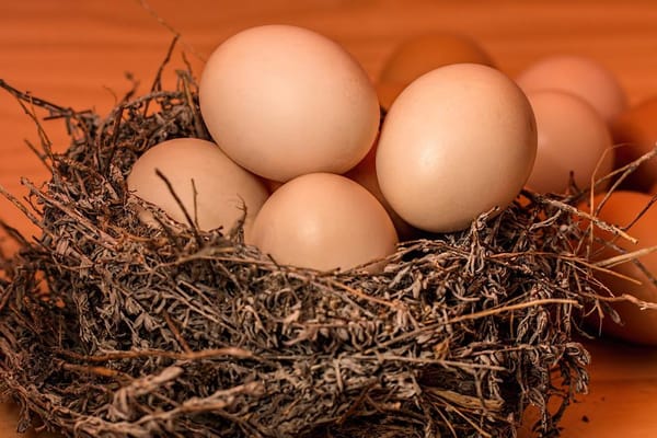 where-is-number-5-eggs