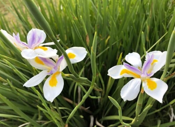 wood-iris