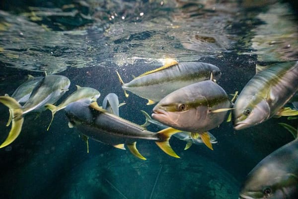 yellowtail-kingfish-kingi