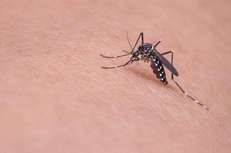 does-covid-19-spread-by-mosquito-bite