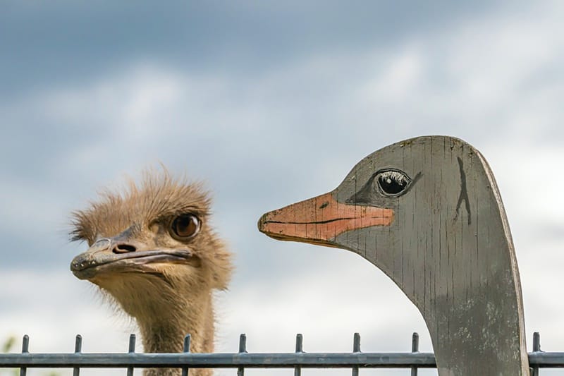 forum-sockpuppet