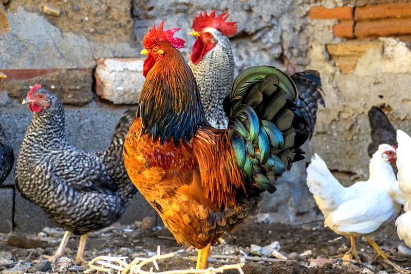 glossary-of-chicken-terms