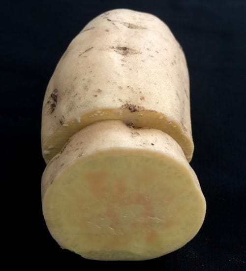 golden-kumara