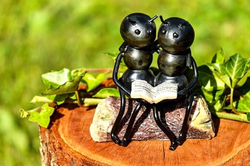 nz-ant-popokorua