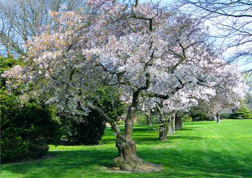 nz-spring