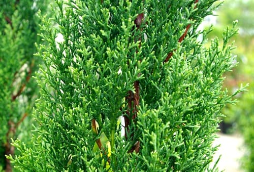 pollen-cupressus