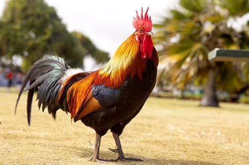 rooster-2017