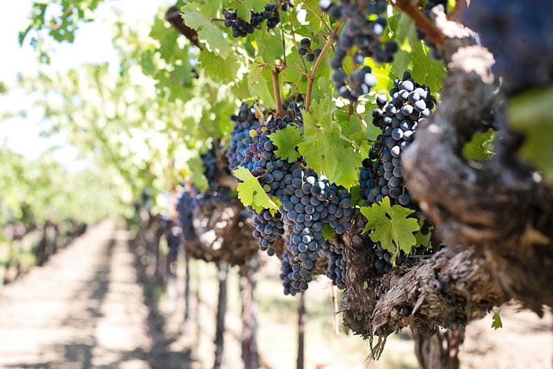 through-the-grapevine