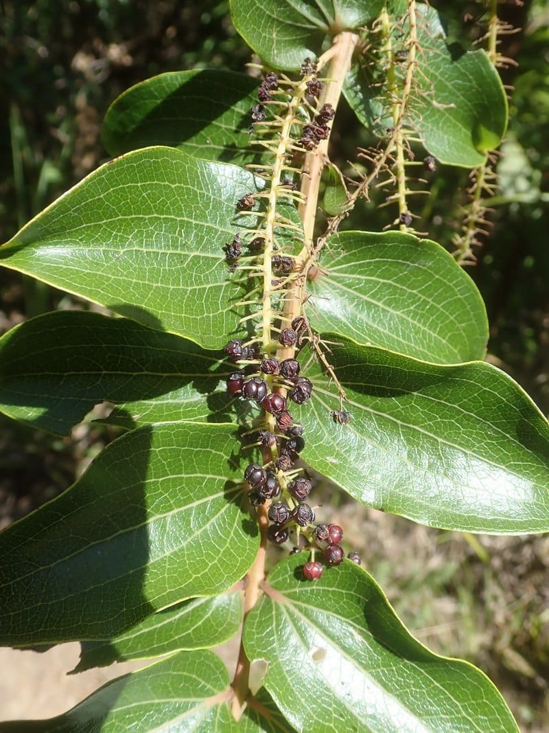 tutu-coriaria-arborea-leave