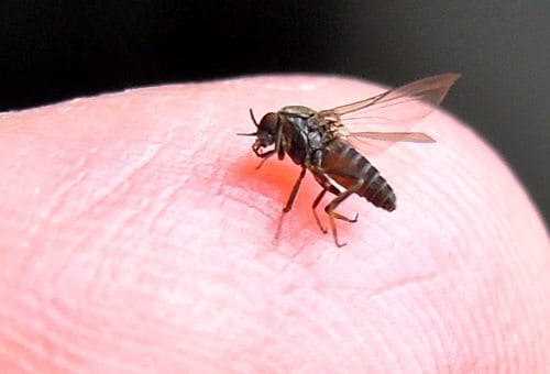 when-do-sandfly-bites-human